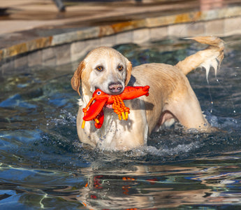 5 Essential Tips For A Chill July 4th With Your Dog