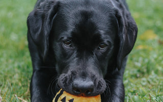 5 Tail-Wagging Costumes for your dog this Halloween