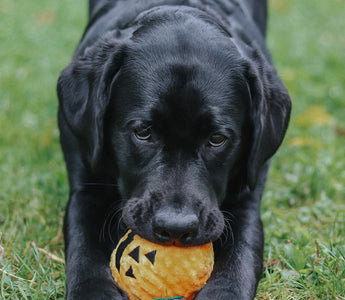 5 Tail-Wagging Costumes for your dog this Halloween