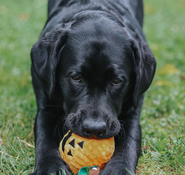 5 Tail-Wagging Costumes for your dog this Halloween