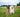4th of July Safety Tips for Dogs