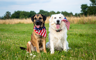 4th of July Safety Tips for Dogs