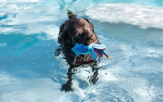 How to Pack the Perfect Summer Adventure Bag for Your Dog