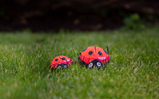 How to Host a Dog-Friendly Picnic This Spring