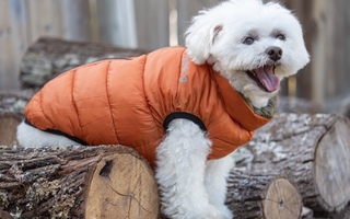 Winter Is Ruff: Protect Your Dog When Temperatures Drop