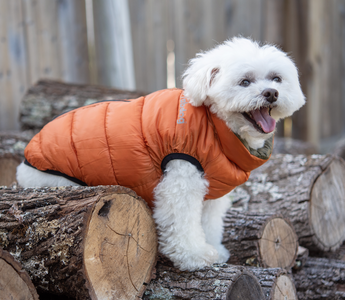 Winter Is Ruff: Protect Your Dog When Temperatures Drop