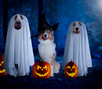 Happy Howloween! 🎃