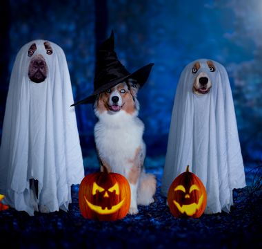 Happy Howloween! 🎃