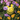 fabdog® Bumble Bee faball® Toys