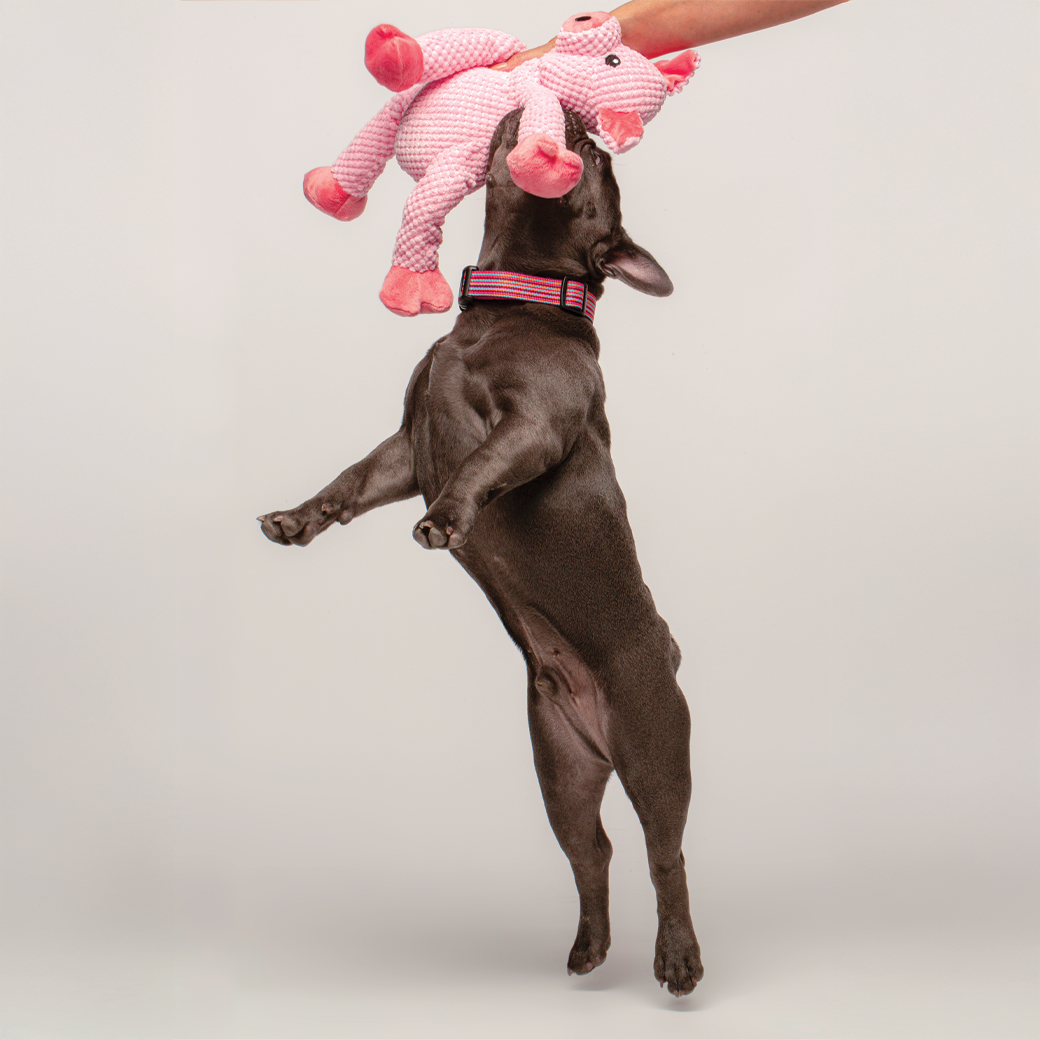 fabdog® Floppy Pig Toys