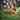 fabdog® Floppy Lion Toys