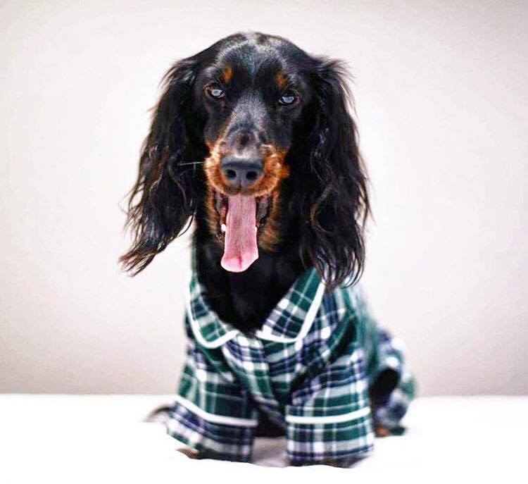 Flannel Doxie Pjs Green Flannel Dog Pajamas - Main Image