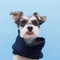 white dog with sunglasses and floppy ears wearing a navy infinity scarf for dogs
