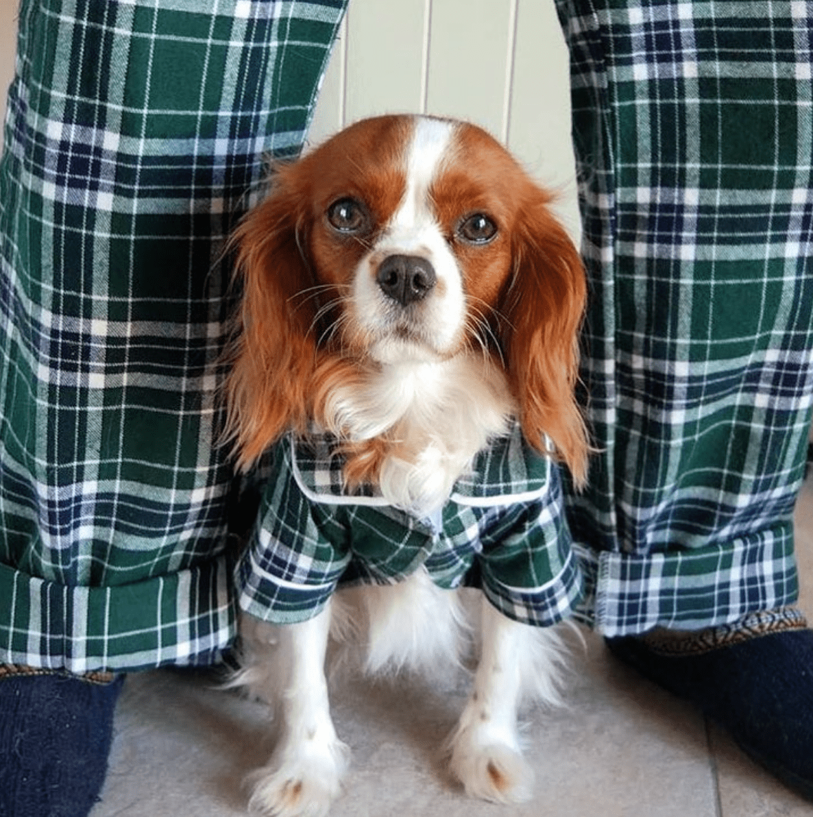 Flannel Pajamas Matching Pajamas For Dogs And Humans Green Plaid