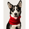 black and white medium sized dog wearing a red infinity scarf